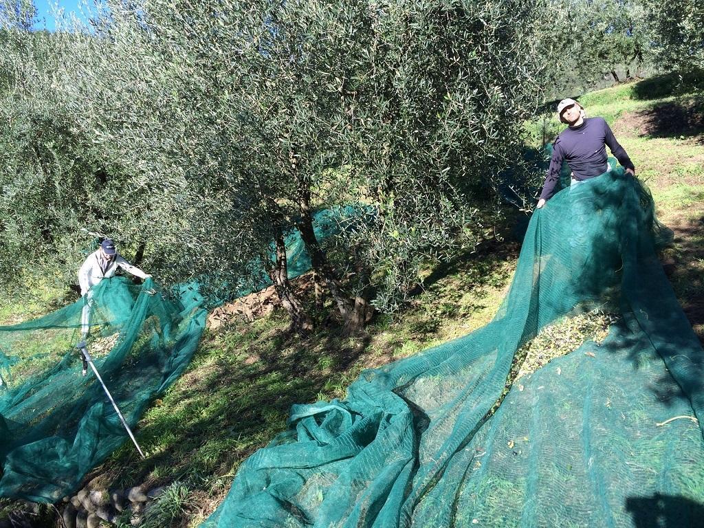 פיסטויה Agriturismo Terrarossa מראה חיצוני תמונה
