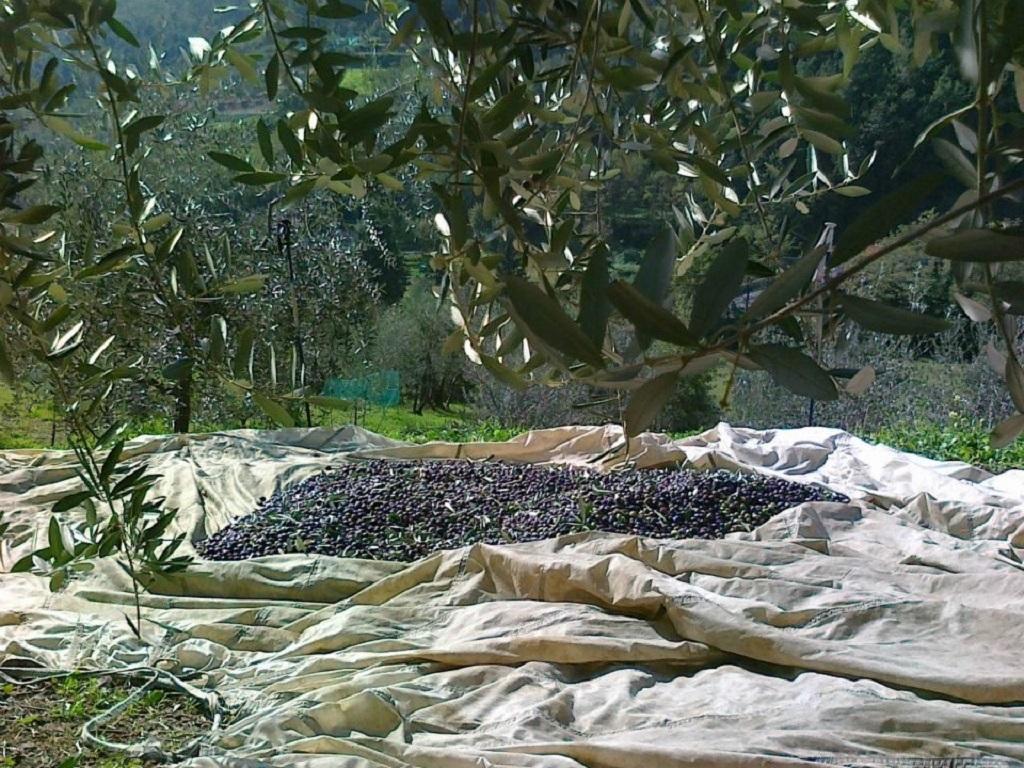 פיסטויה Agriturismo Terrarossa מראה חיצוני תמונה