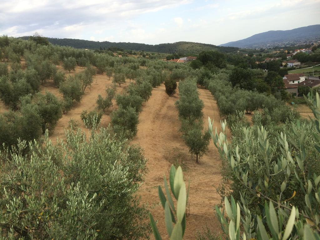 פיסטויה Agriturismo Terrarossa מראה חיצוני תמונה